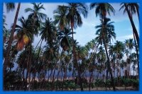Kapuaiwa Coconut Grove Molokai